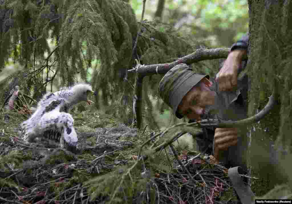 Ivanouski checks on the nest of a spotted eagle. He told a Belarusian website he admired eagles because they are &quot;powerful, proud, and free; how can you not love them?&quot;