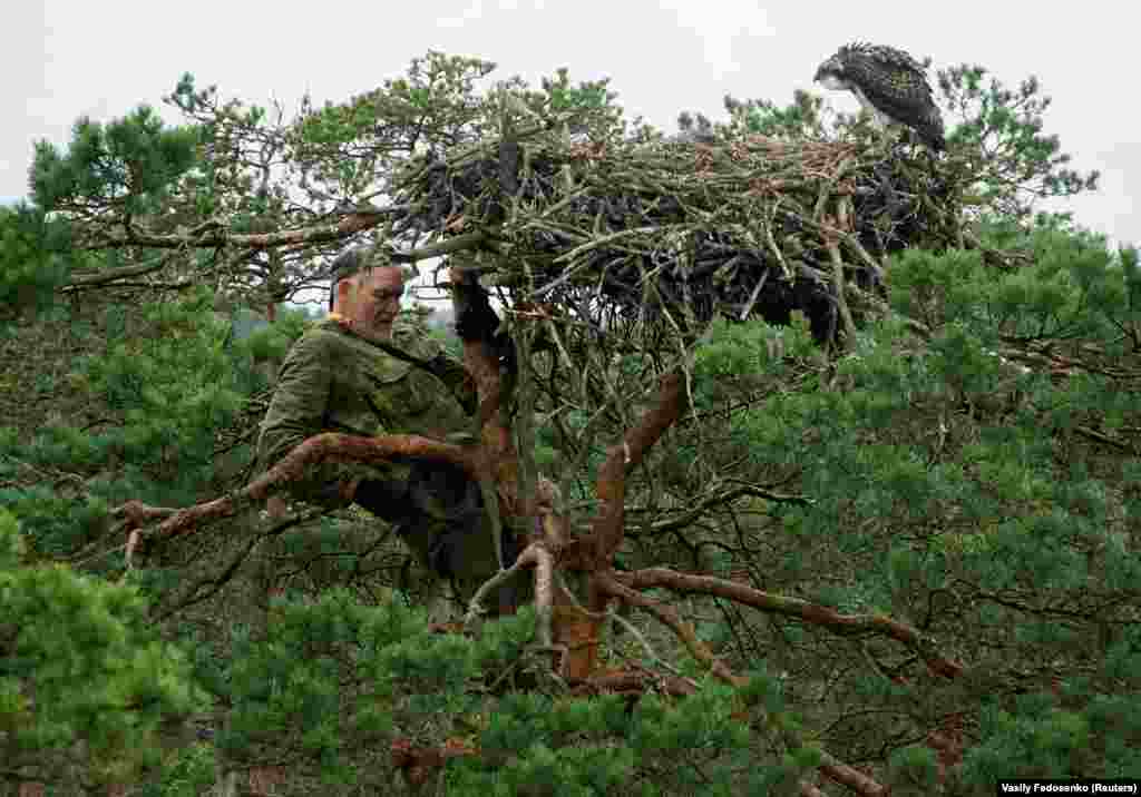 Ivanouski climbs a tree to see a nest of osprey chicks while monitoring various nests of birds of prey in a marsh near the northwestern village of Kazyany.