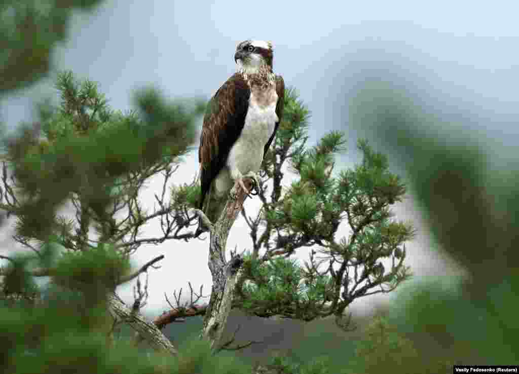 A female osprey sits on a tree branch. Ivanouski says around 50 percent of the nests he builds are occupied.