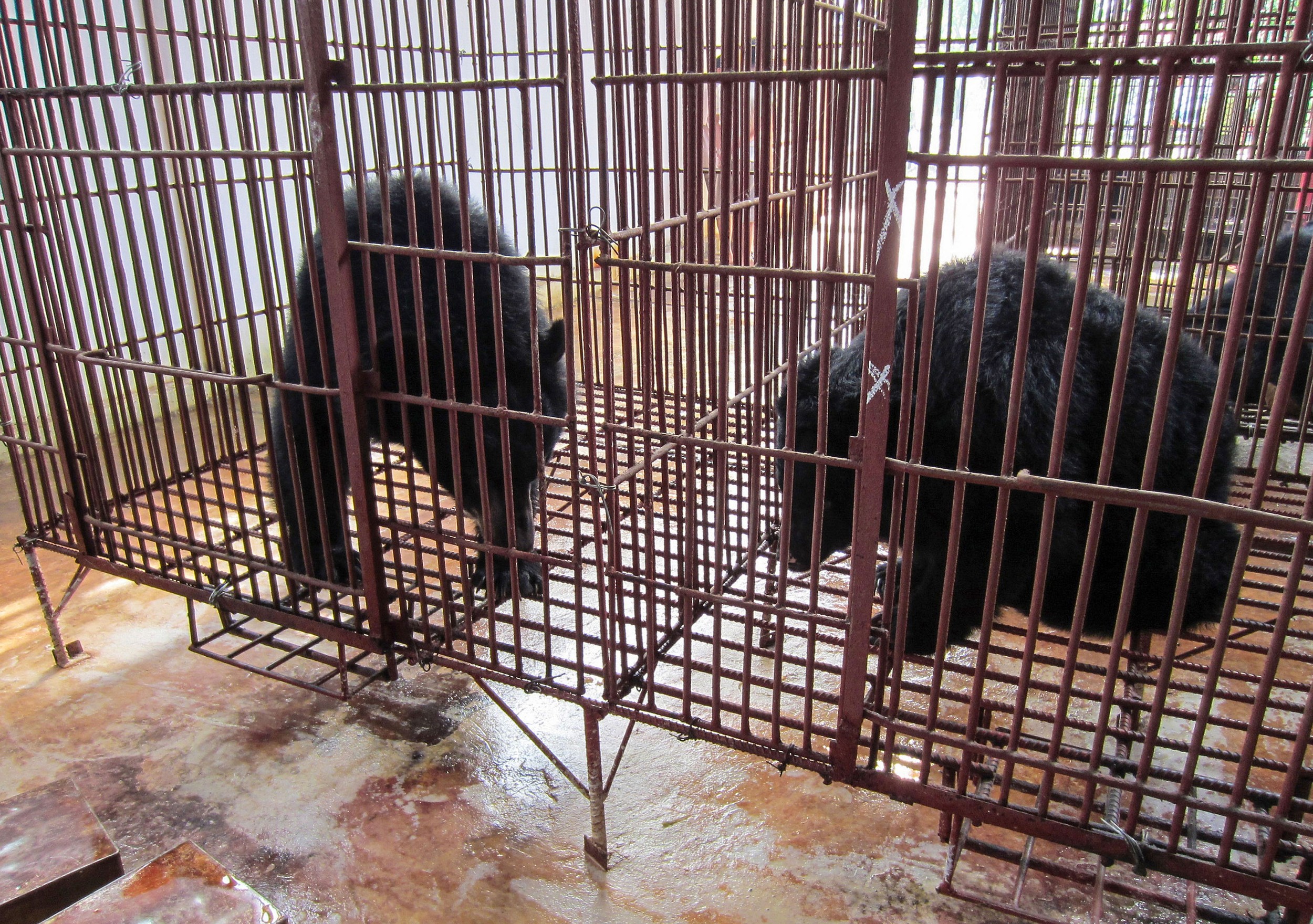A file photo of captive Asiatic Black Bears in Binh Duong, Vietnam.