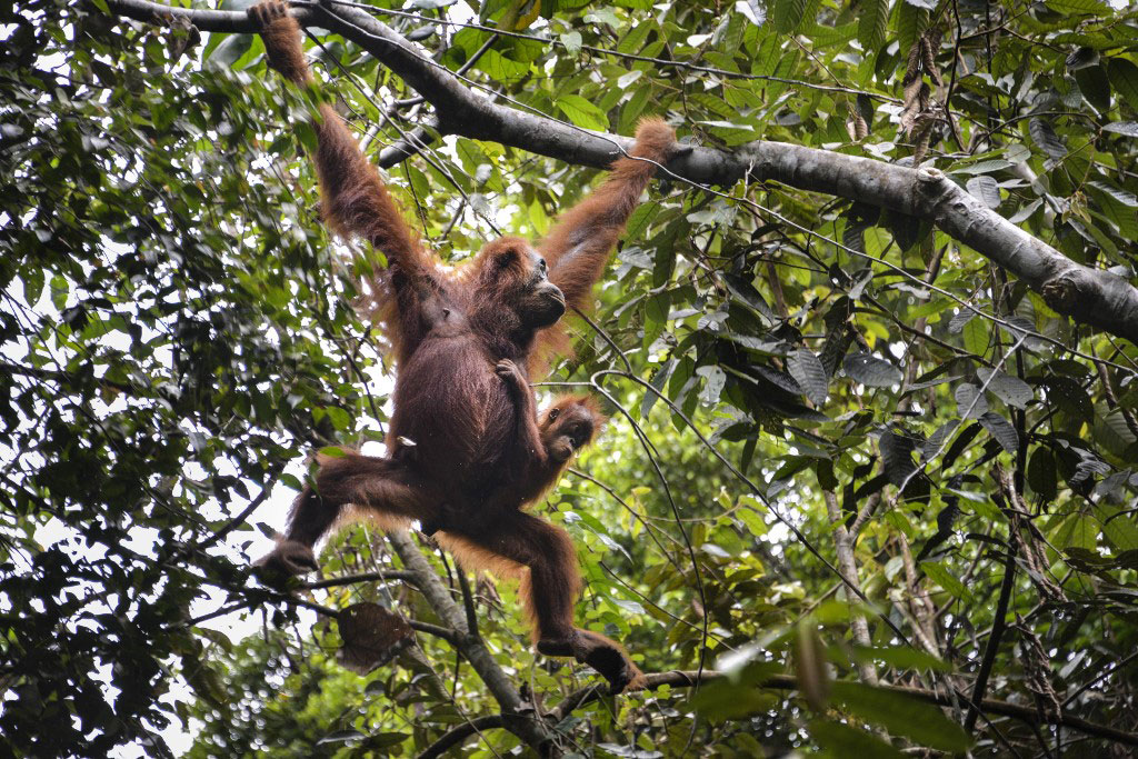 Sumatran orangutans at Soraya research station in the Leuser rainforest in Subulussalam, Indonesia's Aceh province, June 20, 2020.