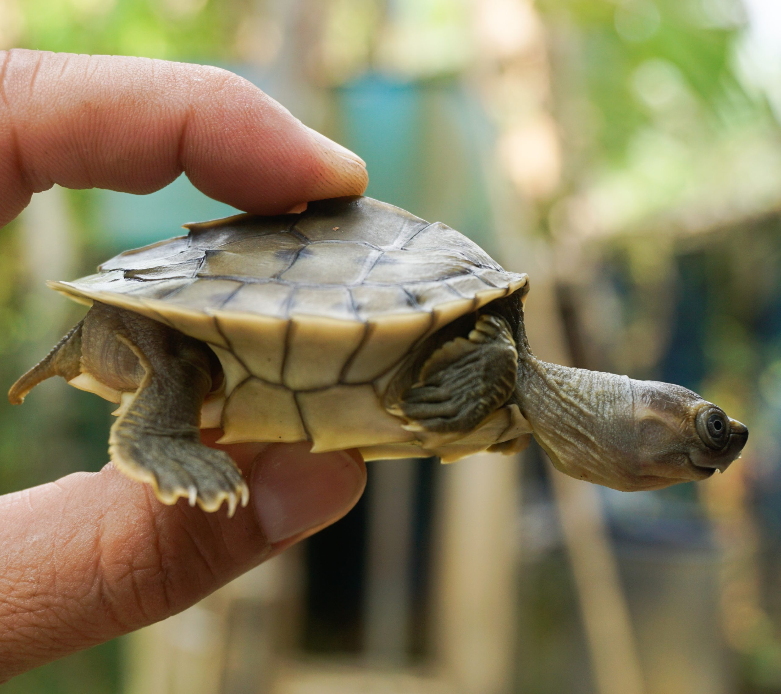 The sharp rearward pointing spines on the bony ridge of the Burmese roofed turtle’s shell become blunt by age three and disappear by age four. Photo by Myo Min Win (Platt et al 2020).