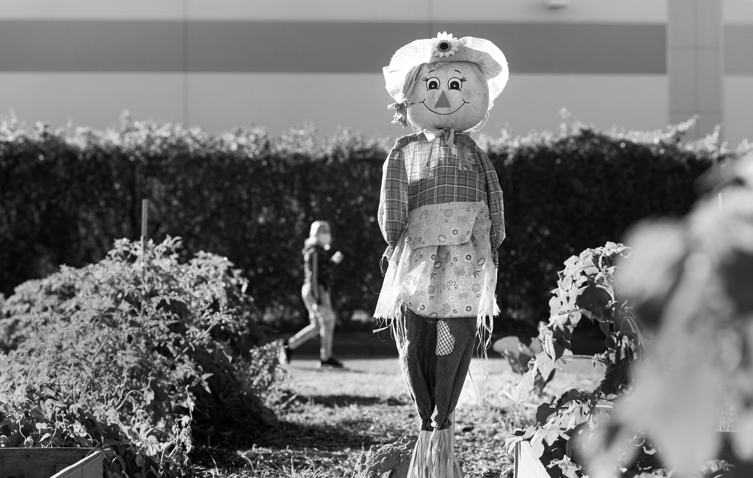 Community Garden participants decorated a scarecrow placed between plots used to keep birds away from their gardens.