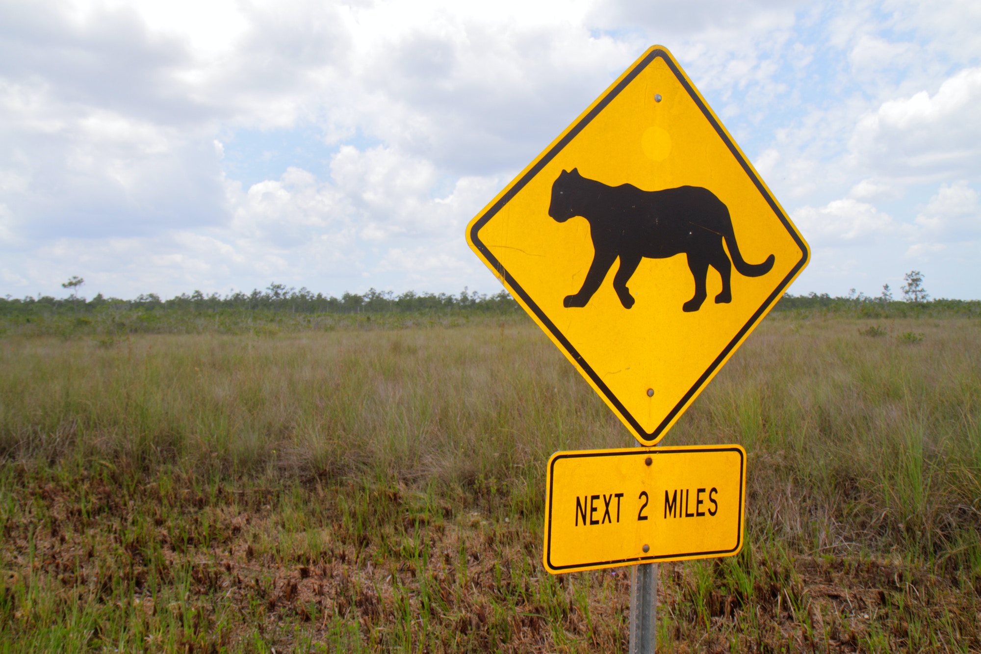 Warning panther crossing sign in Everglades National Park on October 12, 2015.