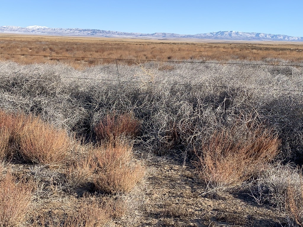 A picture containing grass, sky, outdoor, field Description automatically generated