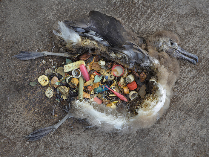 Chris Jordan Documents the Devastating Impact of the Great Pacific Garbage Patch on Wildlife